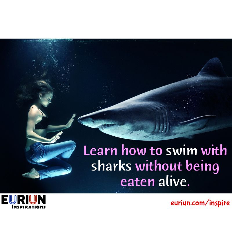 Learn how to swim with sharks without being eaten alive
